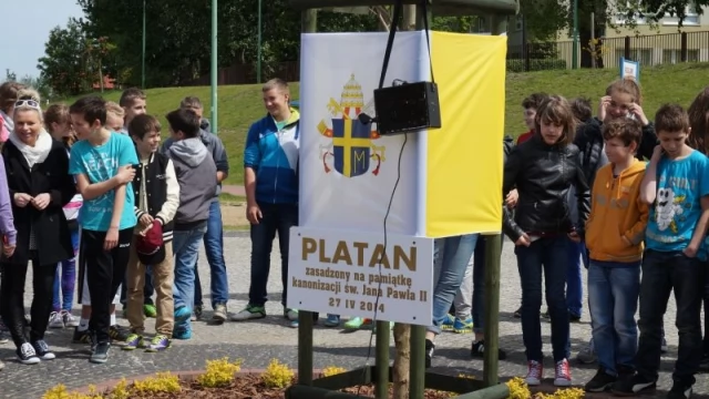 Tczew - W Tczewie rośnie platan dedykowany Janowi Pawłowi II