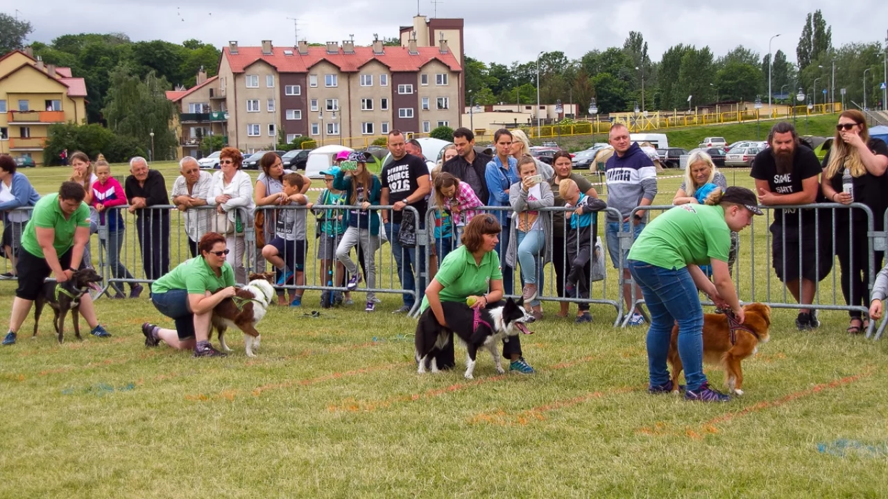 Tczew - Flyball - Wyścigi Psich Sztafet nad Wisłą