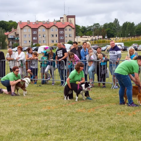 Tczew - Flyball - Wyścigi Psich Sztafet nad Wisłą