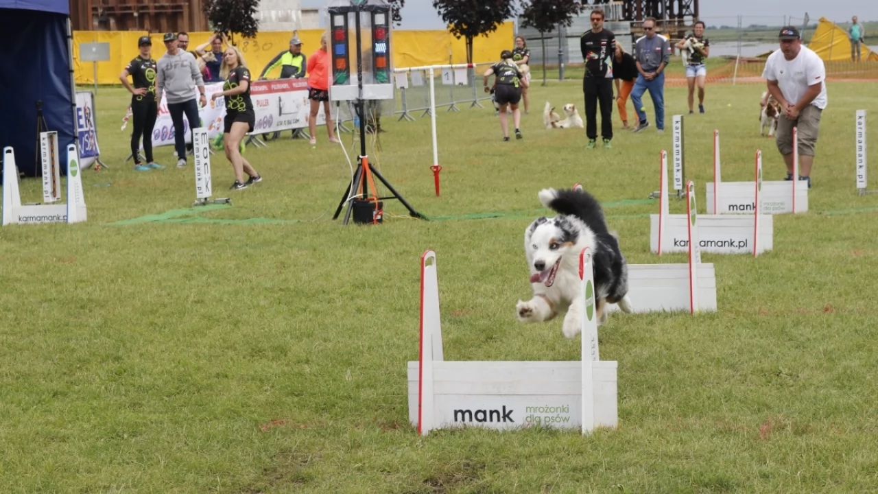 Tczew - Zawody Flyball, czyli wyścig psich sztafet