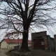 Tczew - Dąb "Ryszard" stanie się pomnikiem przyrody?