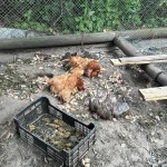 Tczew - Rzeź na Czyżykowie. Zagryziony kot, kury i bażanty