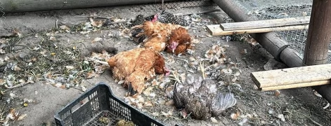 Tczew - Rzeź na Czyżykowie. Zagryziony kot, kury i bażanty
