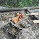 Tczew - Rzeź na Czyżykowie. Zagryziony kot, kury i bażanty