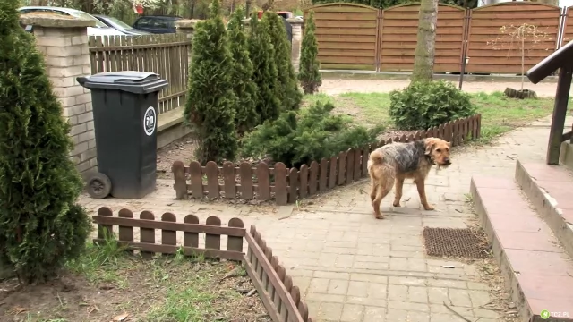 Tczew - Nie sprzątasz po psie, albo nie dbasz o niego. Ta akcja może w ciebie uderzyć