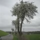 Tczew -  W Kotle na Nizinie Walichnowskiej zakwitły już grusze