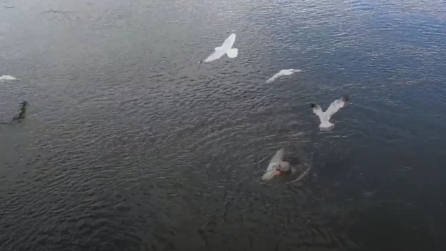 Tczew - Foka pluskała się w Wiśle, zajadając rybę [WIDEO]