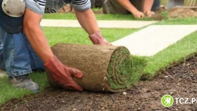 Tczew - Trawnik z rolki lub z siewu.