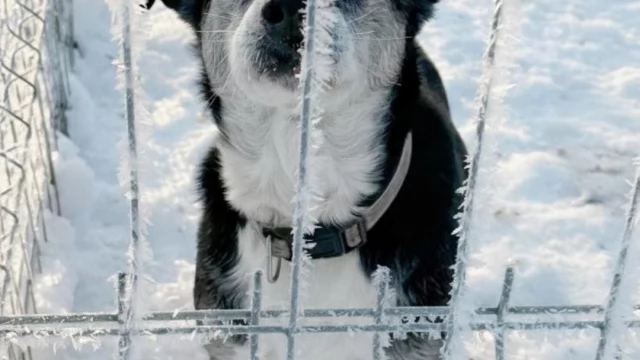 Tczew - Pilny apel schroniska w związku z silnym mrozem