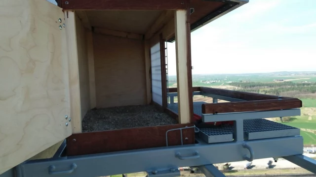 Tczew - Tylko kilkadziesiąt par tych ptaków w całym kraju - jedna z nich zamieszka w gnieździe pod Tczewem
