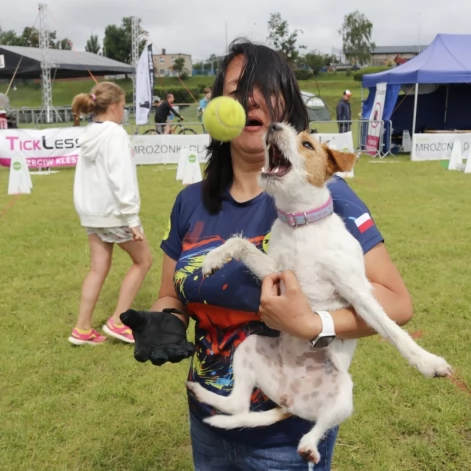 Tczew - Zawody Flyball, czyli wyścig psich sztafet