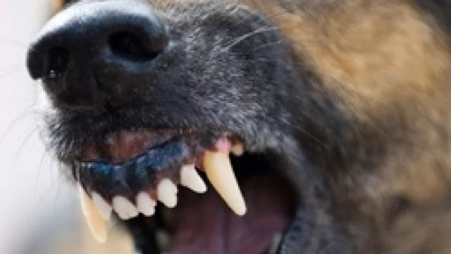 Tczew - Amstaf pogryzł labradora