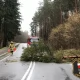 Tczew - Połamane drzewa, odbiorcy bez prądu - wichura w powiecie tczewskim