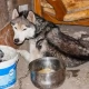 Tczew - Husky Diego w tczewskim schronisku dochodzi do zdrowia