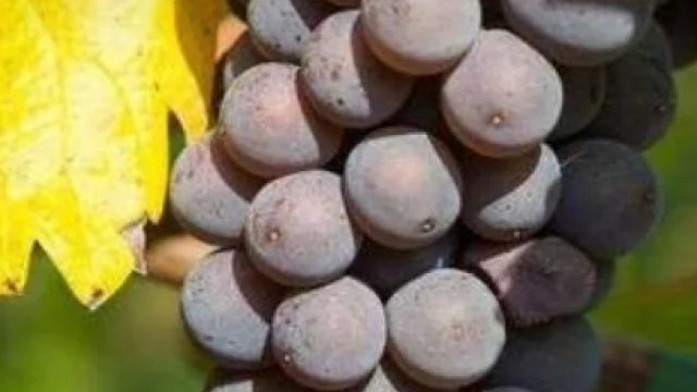 Tczew - Kupię winogrona na wino.