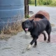 Tczew - Dwa duże psy zagryzły sarnę. "Kto będzie następny - dziecko?"