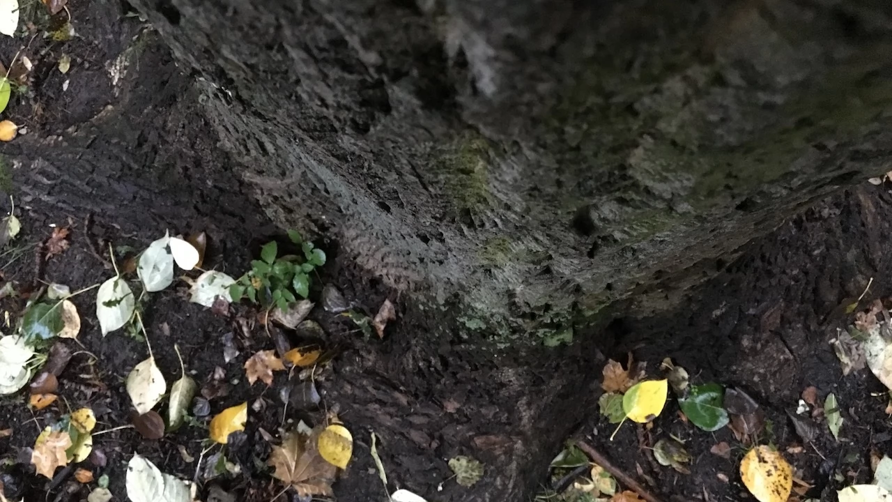 Tczew - Park Miejski jesienią z dnia 7.10.2016