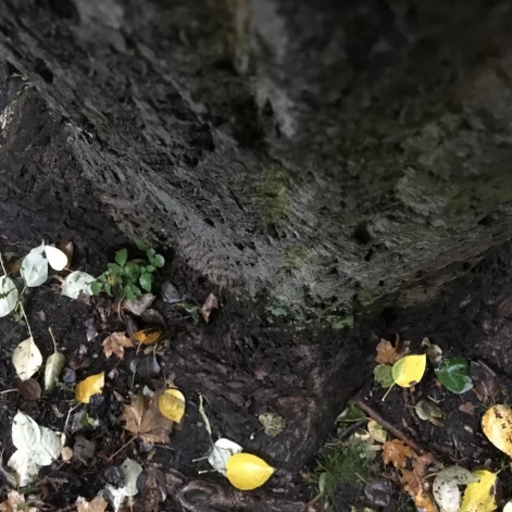 Tczew - Park Miejski jesienią z dnia 7.10.2016