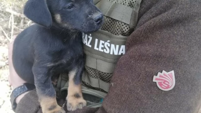 Tczew - Leśnicy uratowali porzuconego szczeniaka od pewnej śmierci. Ktoś wywiózł go głęboko w las