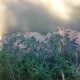 Tczew - Zanim się wykąpiesz - sprawdź, czy nie ma sinic