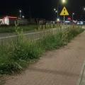 Tczew - Czy ktoś kosi trawę?