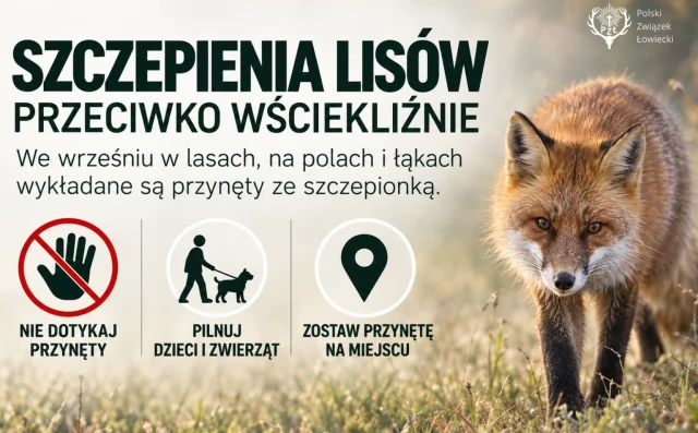 Tczew - Szczepionki dla lisów w lasach. Nie dotykajmy przynęt