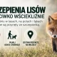 Tczew - Szczepionki dla lisów w lasach. Nie dotykajmy przynęt