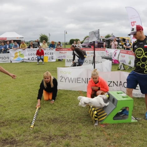 Tczew - Zawody Flyball, czyli wyścig psich sztafet