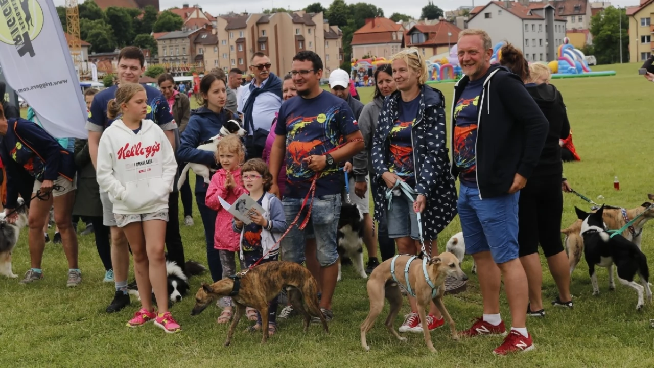 Tczew - Zawody Flyball, czyli wyścig psich sztafet