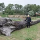 Tczew - Ten dąb jest starszy niż polska państwowość! Cenne znalezisko w Wielkich Walichnowach