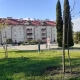 Tczew - Przy tczewskich ulicach przybyło kilkadziesiąt drzew