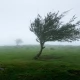 Tczew - Meteorolodzy ostrzegają przed silnym wiatrem