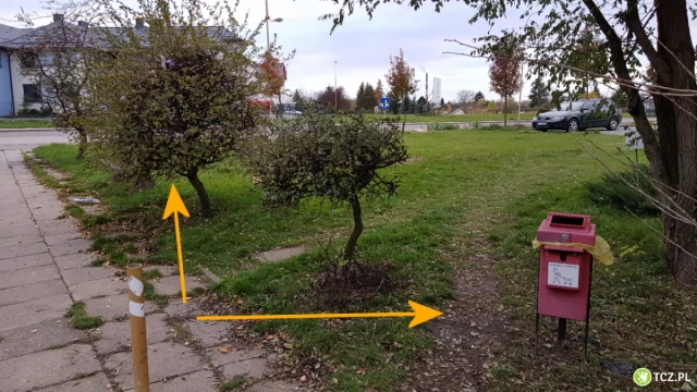 Tczew - Już nawet g#wna rosną na drzewach. Jak?