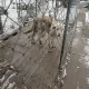 Tczew - Wychudzony, zapchlony, sam "leczył się" po wypadku. Animalsi chcą ukarania właścicielki Asa