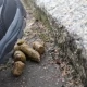Tczew - Śnieg topnieje, a co pod nim staje się widoczne...