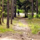 Tczew - Dramat na polowaniu. Postrzelił kolegę, bo wziął go za dzika