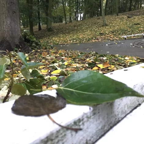 Tczew - Park Miejski jesienią z dnia 7.10.2016