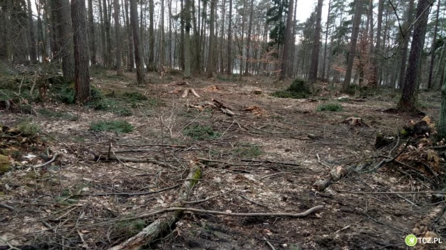 Tczew - Masowy wyrąb lasów trwa
