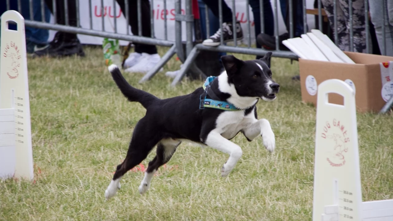 Tczew - Flyball - Wyścigi Psich Sztafet nad Wisłą