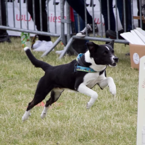 Tczew - Flyball - Wyścigi Psich Sztafet nad Wisłą