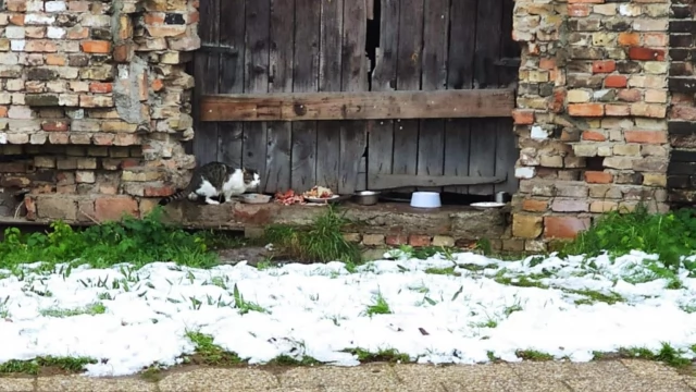 Tczew - Problem z bezpańskimi kotami na Zamkowej. Ktoś pomoże?