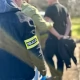 Tczew - 18-latek udzielał narkotyki 16-latkowi. Został objęty dozorem policyjnym