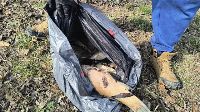 Tczew - Skrzyknęli się i sprzątnęli okolice stawku. Przyducha zabiła ryby