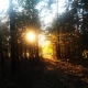 Tczew - Zakaz polowań zbiorowych