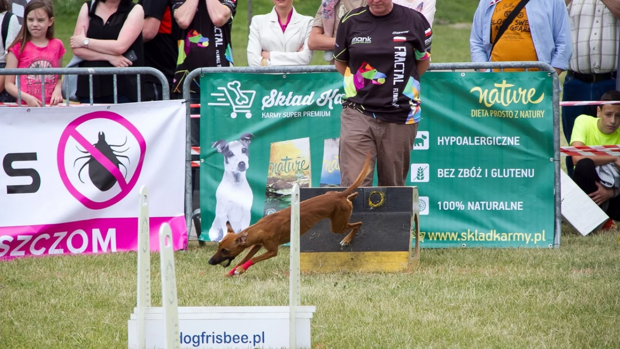 Tczew - Flyball - Wyścigi Psich Sztafet nad Wisłą
