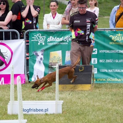 Tczew - Flyball - Wyścigi Psich Sztafet nad Wisłą