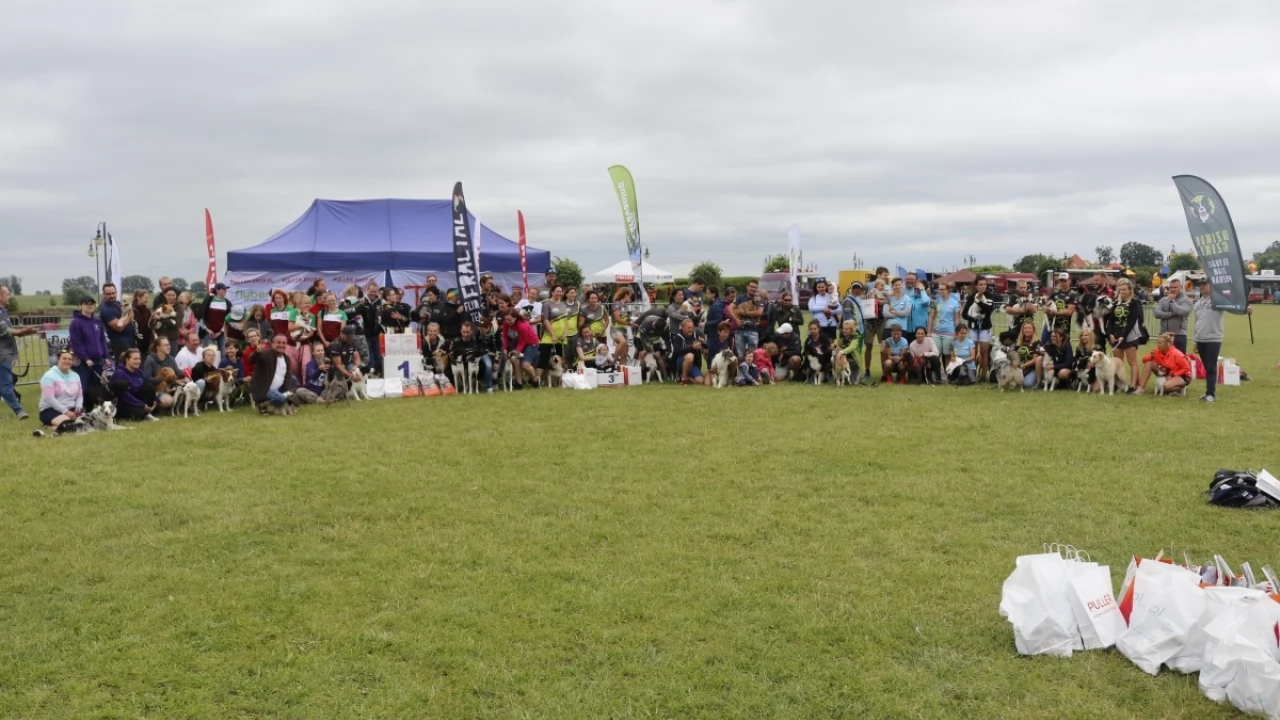 Tczew - Zawody Flyball, czyli wyścig psich sztafet