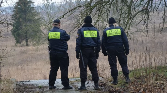 Tczew - Obława na łosie na terenie dawnych koszar