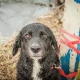 Tczew - Ktoś porzucił psa na pewną śmierć. Animalsi powiadamiają prokuraturę