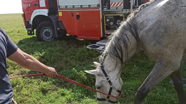 Tczew - Uratowali konia uwięzionego w mule. Pomógł dźwig